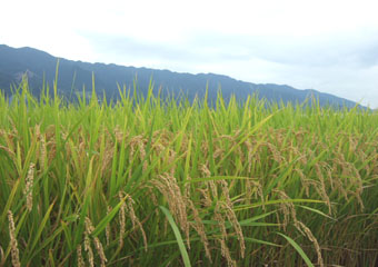 b0168320_92928.jpg