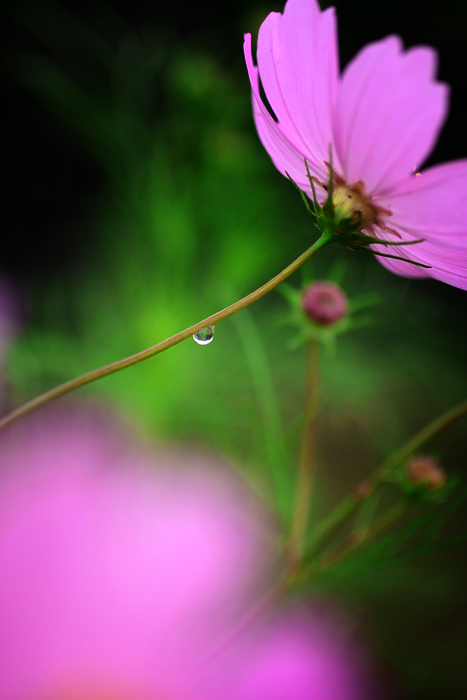 秋桜と雫_b0049843_2212550.jpg