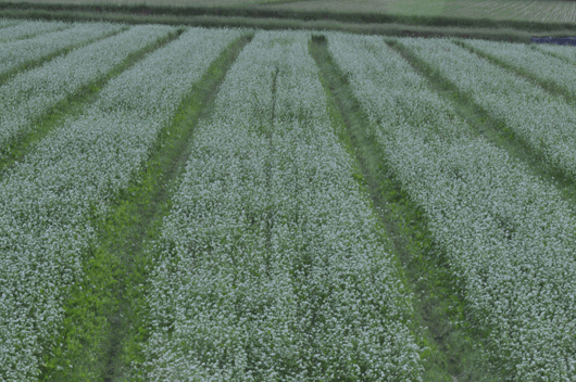 c0093046_771984.gif