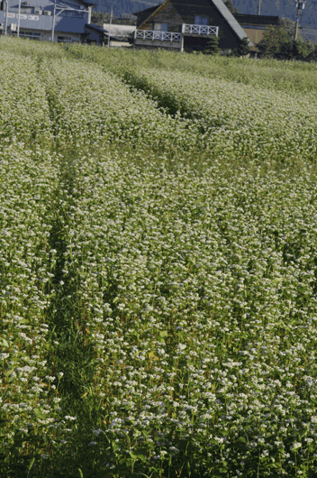 c0093046_773277.gif