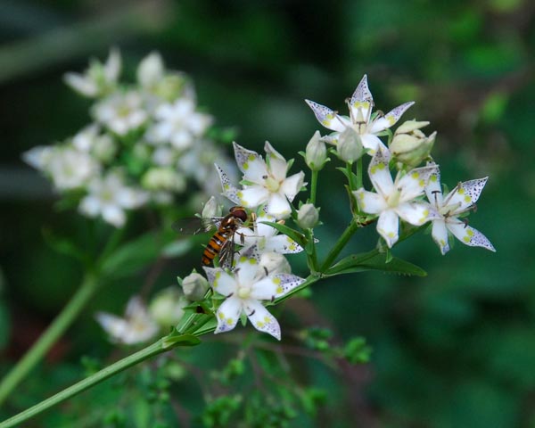 滋賀県　飯道山　アケボノソウの蜜腺とゼニゴケの胞子体_e0035757_21584874.jpg