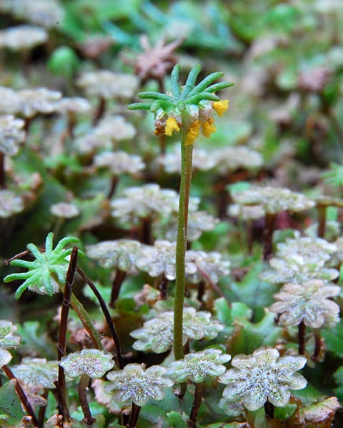 滋賀県　飯道山　アケボノソウの蜜腺とゼニゴケの胞子体_e0035757_22112326.jpg