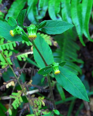 滋賀県　飯道山　アケボノソウの蜜腺とゼニゴケの胞子体_e0035757_22125492.jpg