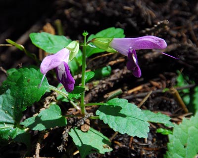 滋賀県　飯道山　アケボノソウの蜜腺とゼニゴケの胞子体_e0035757_2214951.jpg