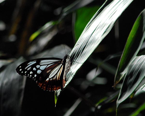 滋賀県　飯道山　アケボノソウの蜜腺とゼニゴケの胞子体_e0035757_22154881.jpg