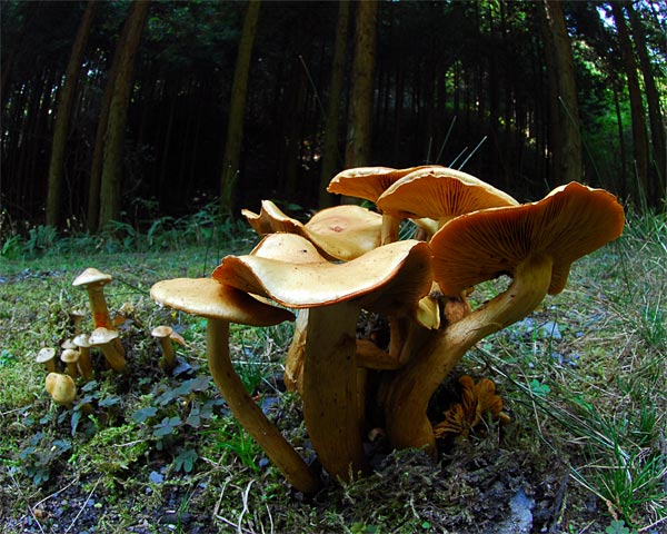 滋賀県　飯道山　アケボノソウの蜜腺とゼニゴケの胞子体_e0035757_22161736.jpg