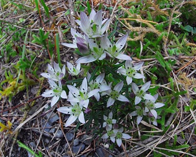 滋賀県　飯道山　アケボノソウの蜜腺とゼニゴケの胞子体_e0035757_22163553.jpg