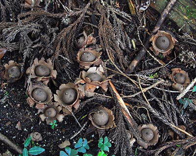 滋賀県　飯道山　アケボノソウの蜜腺とゼニゴケの胞子体_e0035757_2234384.jpg