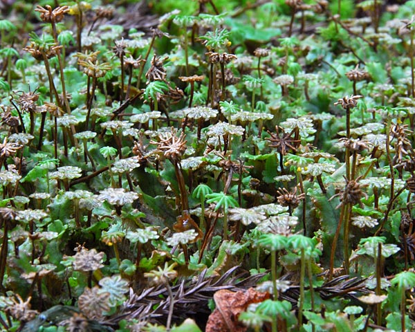 滋賀県　飯道山　アケボノソウの蜜腺とゼニゴケの胞子体_e0035757_2294845.jpg