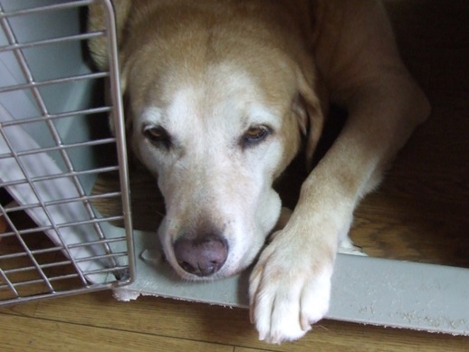 LABRA カレンダー_b0114559_2110335.jpg