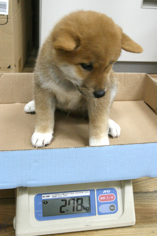 柴犬の平均体重 柴犬 小太郎のブログ