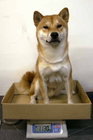 柴犬の平均体重 柴犬 小太郎のブログ