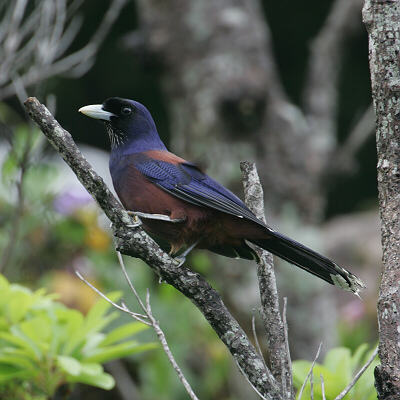 世界のカケス。日本のカケフ？_b0165760_1824291.jpg