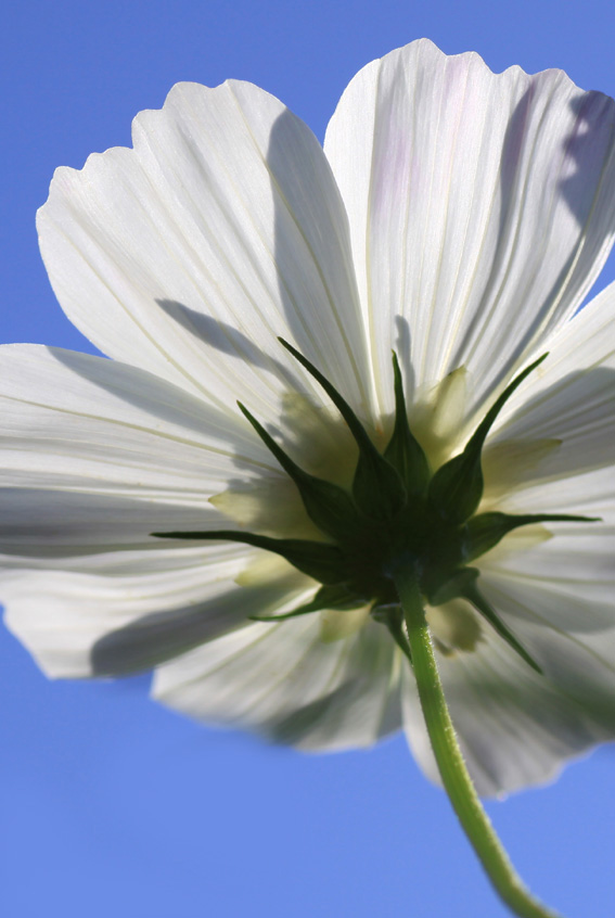 nature : cosmos_e0188168_95926100.jpg