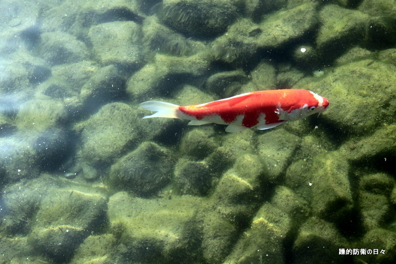 幕張海浜公園・見浜園_b0131071_23314848.jpg