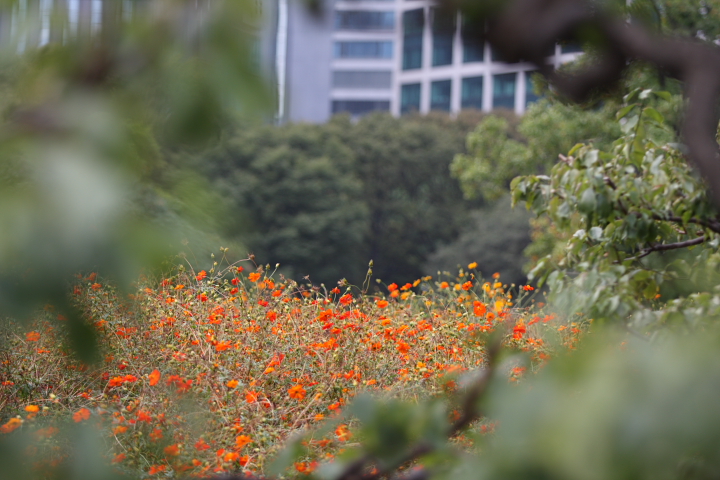 「　君の咲く　華の都　」　東京　汐留　浜離宮恩賜庭園　初秋_f0164989_654328.jpg