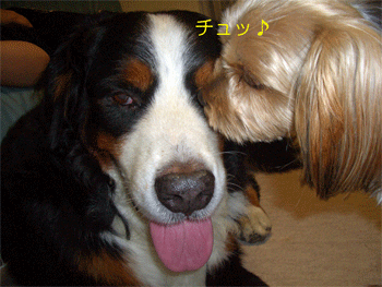 c0143711_19191474.gif