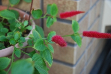 c0152816_21103017.jpg