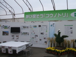 2009たけふ菊人形まつり開催_e0061225_8395275.jpg