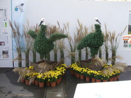2009たけふ菊人形まつり開催_e0061225_8403434.jpg