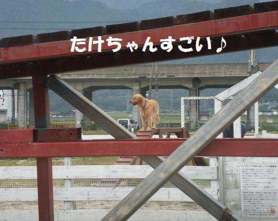 琵琶湖にて　泳ぎ続きと　魚とり　陸編～～パート３_b0127531_102534.jpg