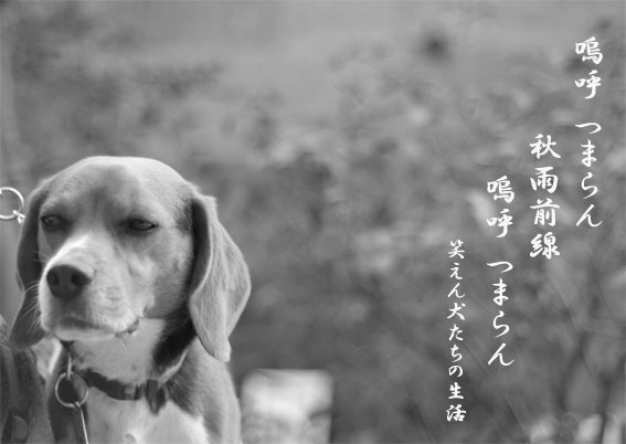 笑えない犬たちの生活_d0045936_1935439.jpg