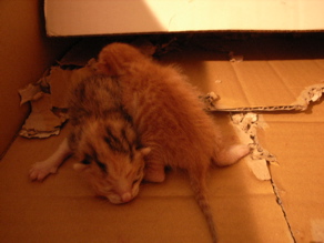 \"里親募集\"ってこんなこと。_c0140560_21442699.jpg