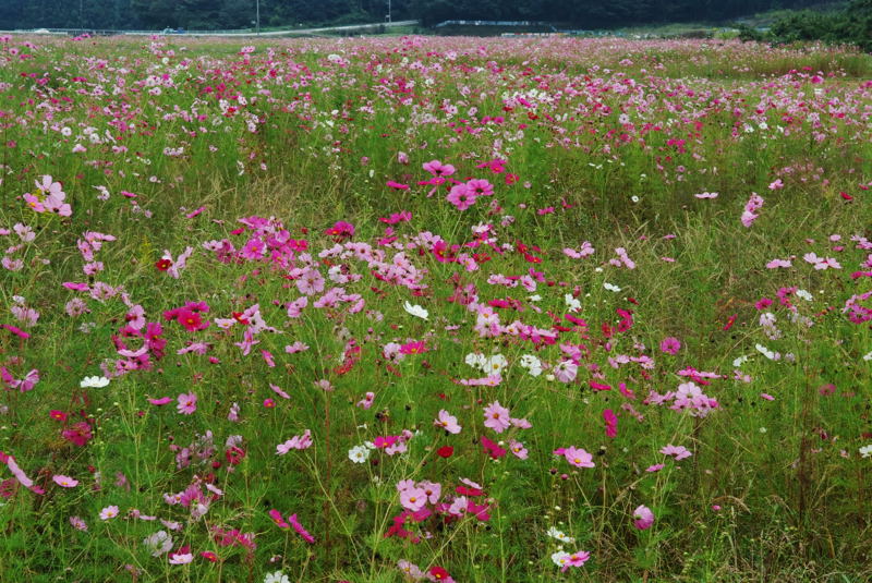 秋桜畑_f0119863_21123491.jpg