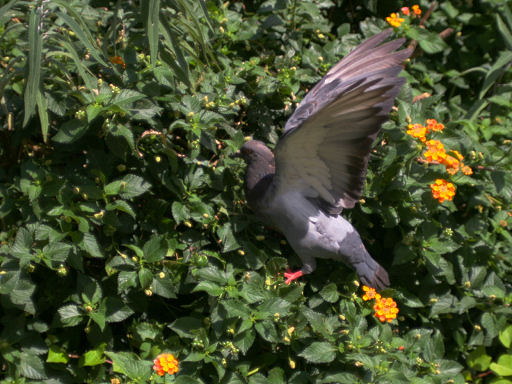 湊川公園（みなとがわこうえん）散歩写真_c0191967_2072221.jpg