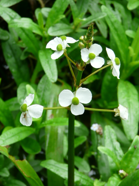 東高根森林公園の花と実_e0145782_14151946.jpg