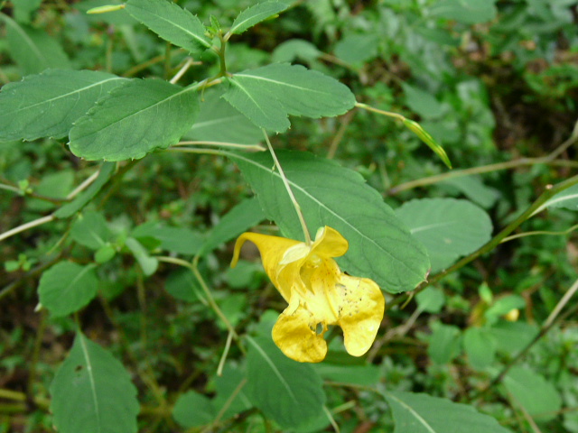 東高根森林公園の花と実_e0145782_1419870.jpg