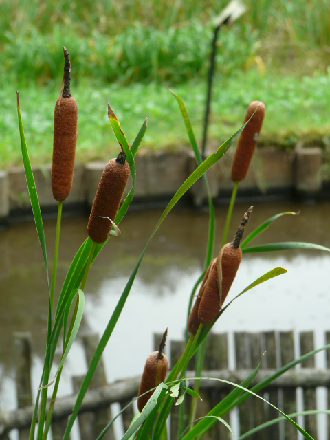 東高根森林公園の花と実_e0145782_14224698.jpg