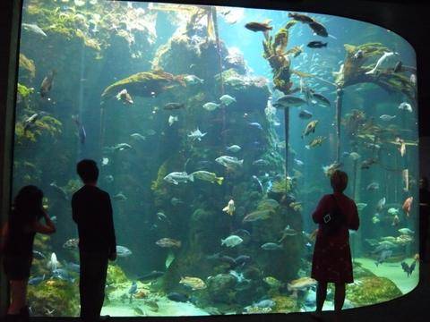 「California Academy of Sciences」～三度目の正直～_f0181488_1234588.jpg