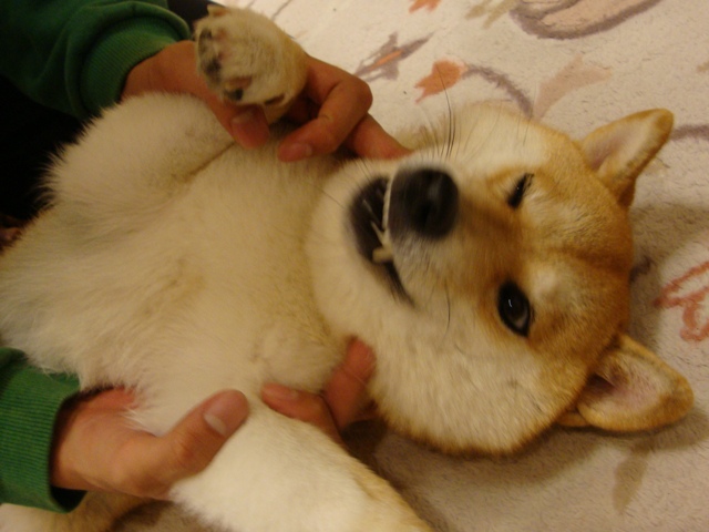 時間がないのに!_a0126590_22402268.jpg