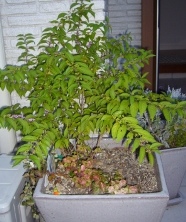 e0186603_21172593.jpg