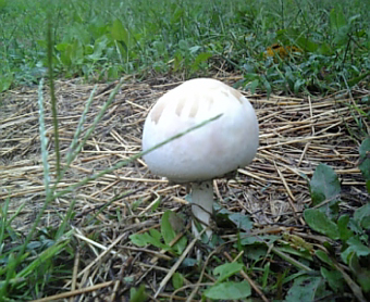 c0195909_14281082.jpg