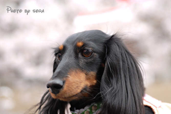 台風だから・・・麻呂犬と春のお花でも。。。♪♪_e0160417_10485261.jpg