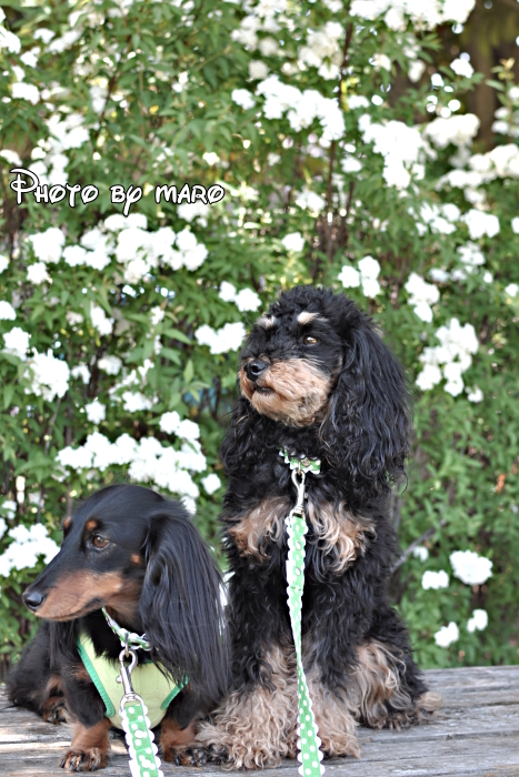 台風だから・・・麻呂犬と春のお花でも。。。♪♪_e0160417_10533676.jpg