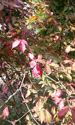 b0102023_20231328.jpg