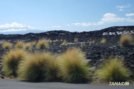 道路脇の雑草_c0024729_22203981.jpg