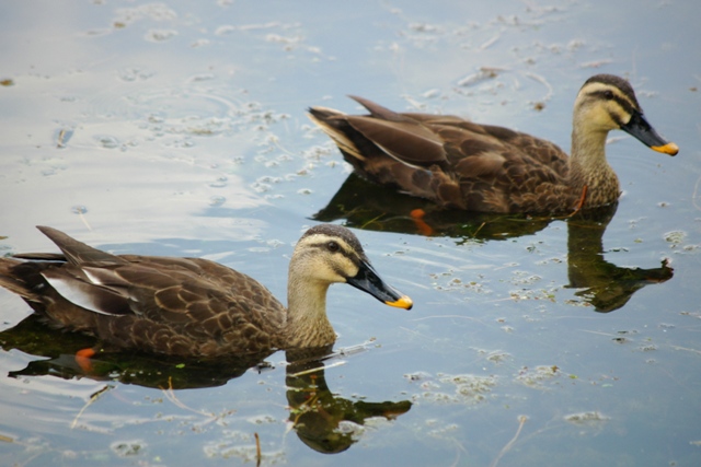 f0145933_2013875.jpg