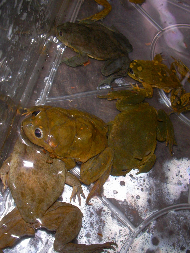 まちカエル 1200?v=