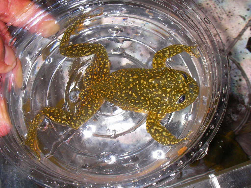 Titicaca Water Frog!! : みなと店発！ペポニまねーじゃーブログ。