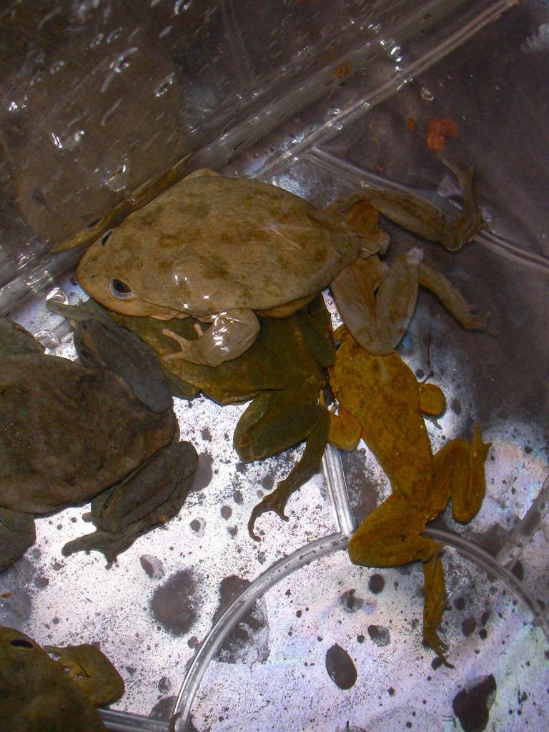 Titicaca Water Frog!! : みなと店発！ペポニまねーじゃーブログ。
