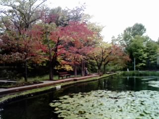 Cherry leaves in autumn color_e0014773_9461531.jpg