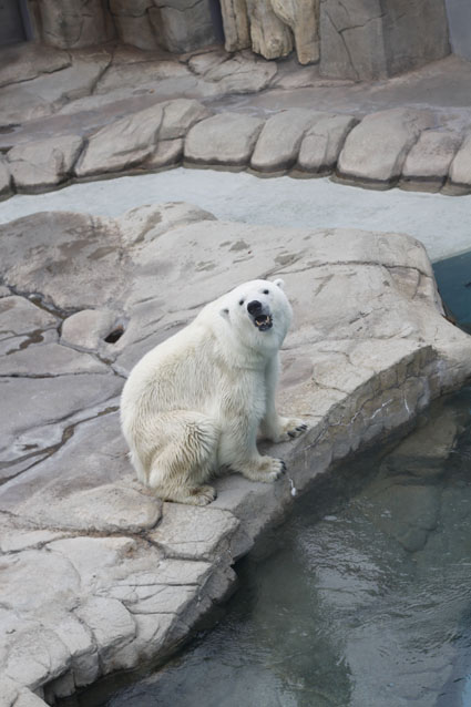 王子動物園_e0197375_1332238.jpg