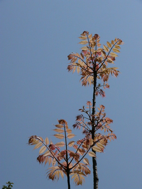 チャンチン（香椿） : のん木草・みどり見て歩き