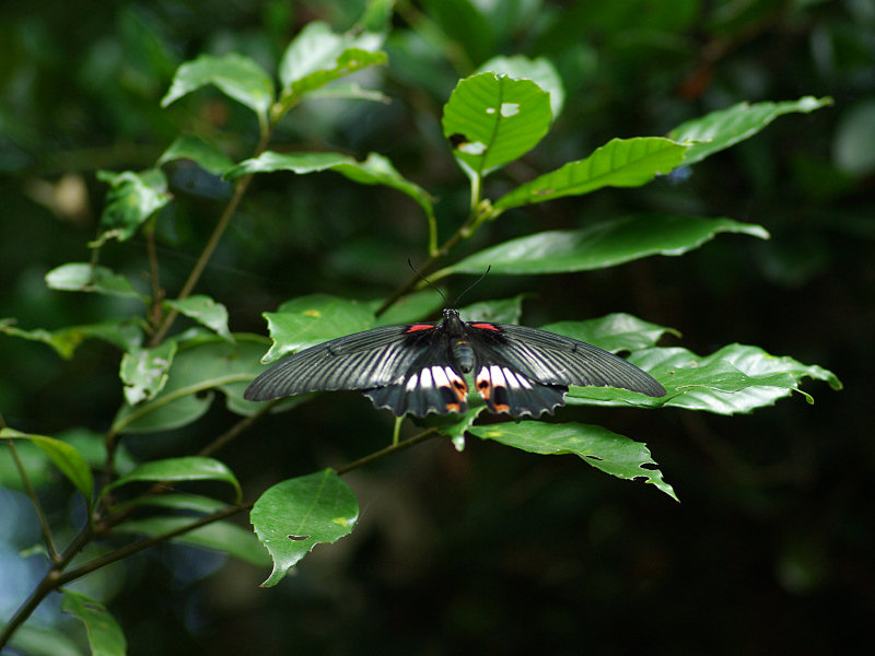 ナガサキアゲハ（赤坂公園 2009/09/13撮影）_f0204094_1644280.jpg