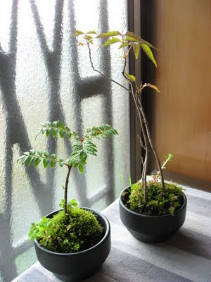 a0051903_92008.jpg