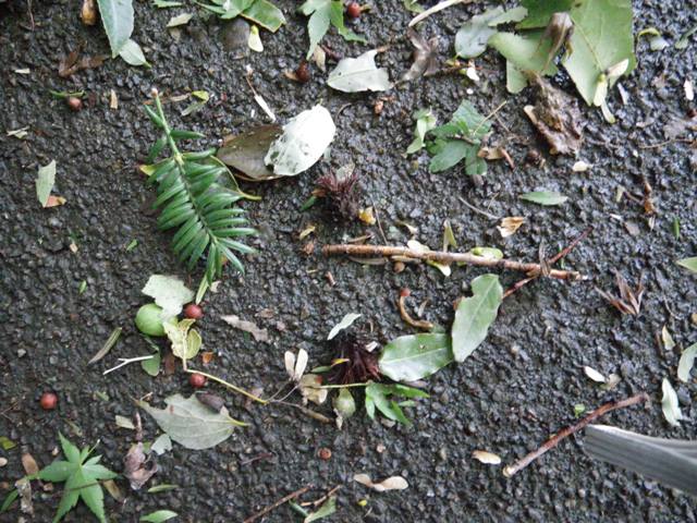 台風一過_b0049307_2015454.jpg